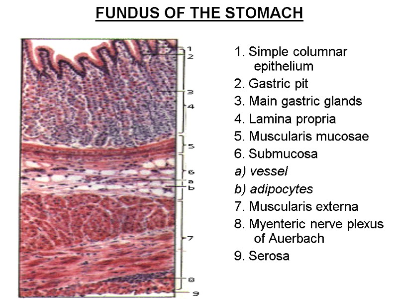 FUNDUS OF THE STOMACH 1. Simple columnar epithelium 2. Gastric pit 3. Main gastric